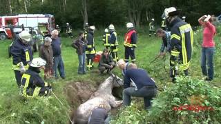 Tierrettung Hengst quotFelixquot im Bachlauf gefangen [upl. by Eusadnilem]