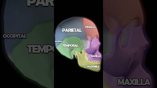 Skull Anatomy 101 Palatine Mandible Temporal Parietal Bones [upl. by Ydnyc]