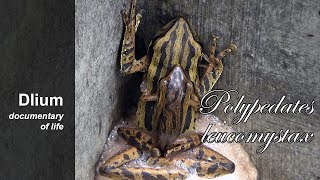 Common tree frog Polypedates leucomystax  part 2 [upl. by Nnyleimaj]