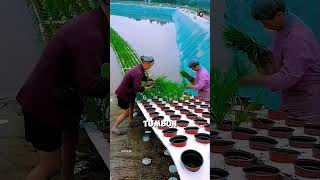 Ide kreatif menanam tanaman padi secara terapung di atas kolam ikan shorts shortvideo [upl. by Hope]