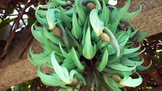 Jade vine Strongylodon macrobotrys emerald vine [upl. by Scharff]