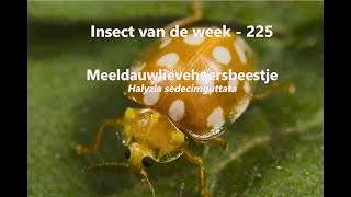 Insect van de Week 225 Meeldauwlieveheersbeestje [upl. by Durstin]