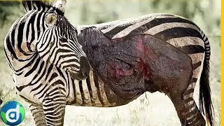 A luta da Zebra pela sobrevivência na África Selvagem [upl. by Tilney]