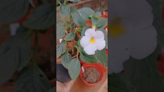 Achimenes 🤍😘Lemon piegardenviralshorttrendingcapcutindiamusicplantshindisongtiktoksrilanka [upl. by Harol]