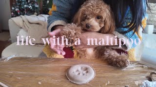 Life with a Maltipoo🎄🎅 oneisall pet grooming vacuum kit 🐶 Paw print ornament 🐾 [upl. by Noskcire]