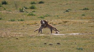 Jonge vossen little foxes opon boetersveld ofor boetveld Scheveningen [upl. by Sashenka425]