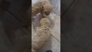 Cavoodle Puppies 04 August Litter 8 weeks old [upl. by Adnovay832]