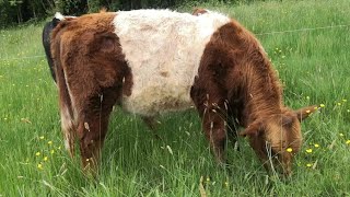 Rubys son the red belted Galloway [upl. by Enuahs]