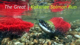 How to Fish a Kokanee Salmon Run [upl. by Odom]