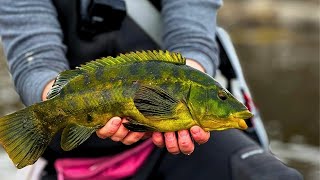 22 Minutes and 3 Seconds of Wrasse MADNESS [upl. by Downing]