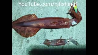 Panama City Florida pier fishing for giant squid  closeup look [upl. by Orag]