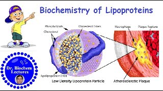 Lipoproteins Introduction Structure Classification and Functions [upl. by Nalniuq273]