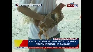 Lalaki sugatan matapos atakihin ng panabong na manok [upl. by Morton]