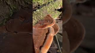 Ischnoderma resinosum resinous polypore mushroom foraging [upl. by Chap]