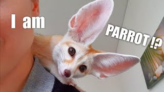 Pet Fox Jumps on Moms Shoulders for Attention  Funny Compilation [upl. by Beauregard]