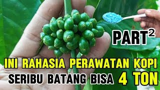 Cara merawat pohon kopi supaya dompolan buah kopi nya bulet tidak mengalami pecah gogosan nya [upl. by Daza]