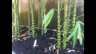 How to Control the Height of Your Bamboo [upl. by Arbmat]