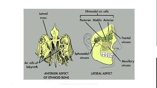 Anatomy of the Paranasal Sinuses [upl. by Nysa305]