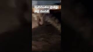 పులిచింతల ప్రాజెక్ట వద్ద ముసలి హల్చల్ Crocodile crocodiles crocodileandy crocodilelife [upl. by Kendal]