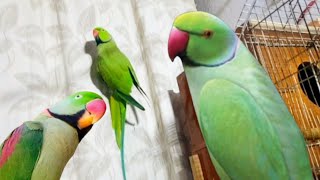 Mitthu Abhi Taklif Mein Hai  Raw The Best Talking Parrot  Betiful Birds [upl. by Hahseram]