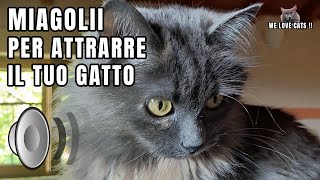 Gatto che miagola  Suoni per attrarre gatti  Prod By quotA Quattro Zampequot [upl. by Woody]