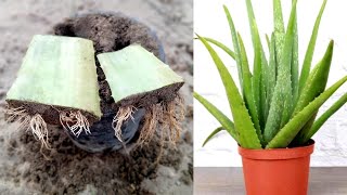 Grow Aloe Vera Plant From Aloe Vera  How To Grow Aloe Vera Plant From A Single Leaf [upl. by Aindrea]