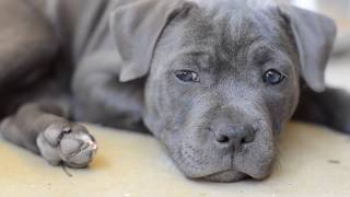 Puppy English Staffordshire Terrier Staffy Pup Blue Staffy [upl. by Notelrahc]