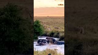 Lions Gang and Hippos vs Buffalo 💪🔥🐃🔥 wildlife shortvideo shortvideo viralvideo [upl. by Etteragram107]