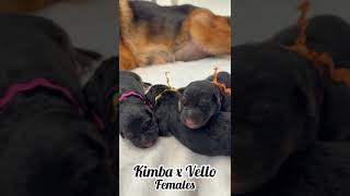 Kimba amp Vellos Newborn Female Puppies [upl. by Enisamoht794]