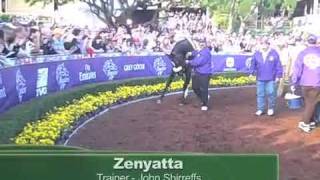 Zenyatta in the paddock before the 2009 Breeders Cup Classic [upl. by Kentigerma]