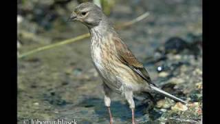 Carduelis Cannabina pietrusel [upl. by Kolosick]