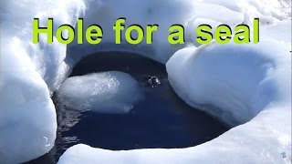 Weddell Seal Breathing through a Hole in the Antarctic Sea Ice animals in HD [upl. by Aropizt]