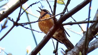 Varied Thrush Singing [upl. by Atnod]