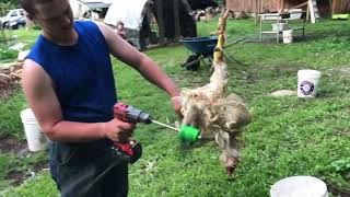 Plucking Chickens with the Power Plucker Drill Attachment [upl. by Evvie]