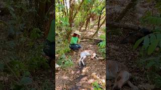 Bezerrinho nasceu sem vida e a vaca se recuperou graças a Deus Vlog rural sitio pecuaria lida [upl. by Bumgardner829]