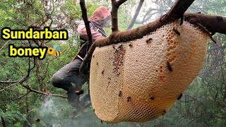 Forest honey harbesting from sundarban [upl. by Erika]