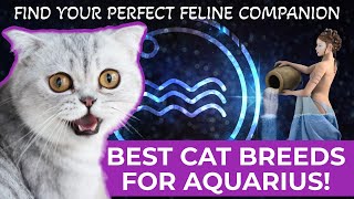 BEST CAT BREEDS FOR AQUARIUS FIND YOUR PERFECT FELINE COMPANION [upl. by Kat]