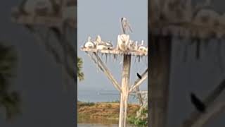 Kolleru lake  Andhrapradesh torism birds naturelovers [upl. by Mohandas]