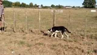 Sheepdog Training Methods with Maurie Hone [upl. by Nedah]