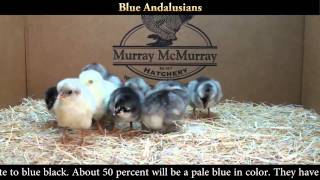 Blue Andalusian Chicks [upl. by Shawna]