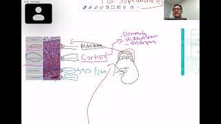 GLÁNDULAS SUPRARRENALES FISIOPATOLOGÍA EXCESO DE CORTISOL SÍNDROME DE CUSHING [upl. by Chelsea647]