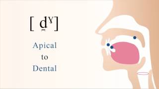 d̪ˠ  voiced unaspirated velarized apical dental stop [upl. by Ahsinrad]