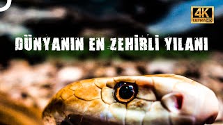 DÜNYANIN EN TEHLİKELİ YILANI TAIPAN YILANI  4K HAYVAN BELGESELİ [upl. by Yaral419]