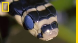 King Cobra Devours Water Snake  National Geographic [upl. by Gian]