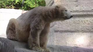 Polar Bear Giovanna and the luggage travel trolley at Munich Zoo  Tierpark Hellabrunn [upl. by Beesley353]