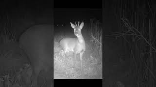 Roe Deer Capreolus capreolus UK roedeer wildlife deer [upl. by Cleres]