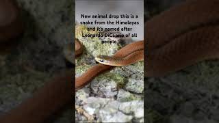 New snake drop biology snakes himalayas [upl. by Neddie]