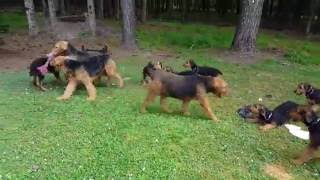 Airedale Terrier Puppies for Sale Video  S amp S Family Airedales  Happy Airedale Puppy [upl. by Secunda]