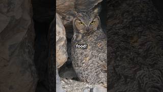 VIDEO82 How Owls Flirt The Wildest Love Story in Nature [upl. by Donough]