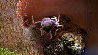 Porcelain Crab feeding [upl. by Kurtzig]